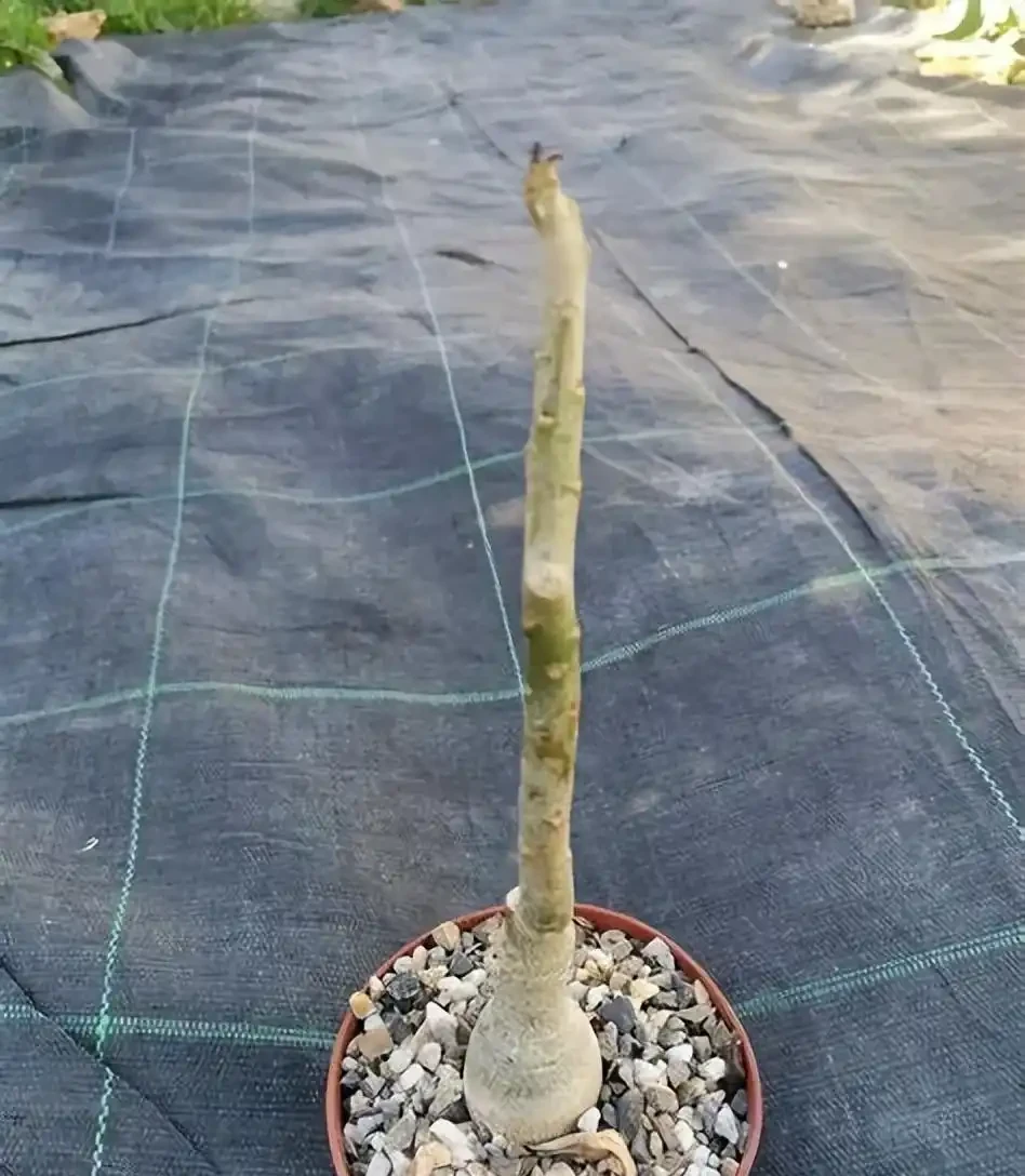 沙漠玫瑰葉黃、掉葉，甚至變光桿，可能是這6大原因