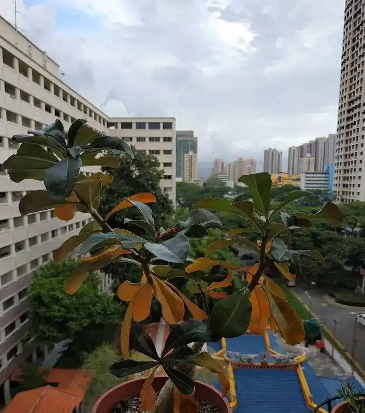 沙漠玫瑰葉黃、掉葉，甚至變光桿，可能是這6大原因