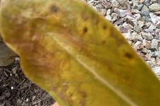 沙漠玫瑰葉黃、掉葉，甚至變光桿，可能是這6大原因