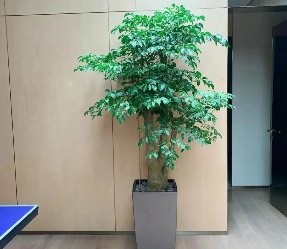 幸福樹已被拉入了黑名單,原因有4點,花友們別再養了