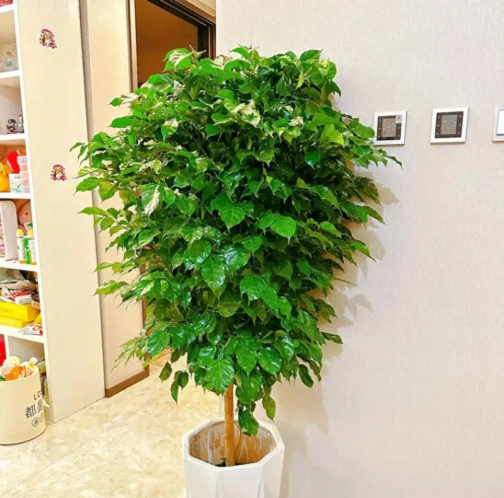 幸福樹已被拉入了黑名單,原因有4點,花友們別再養了