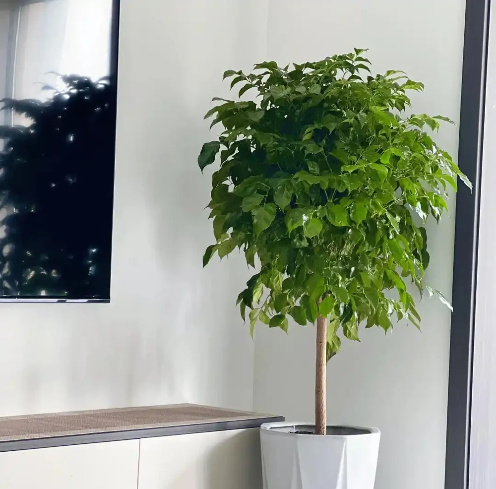 幸福樹已被拉入了黑名單,原因有4點,花友們別再養了
