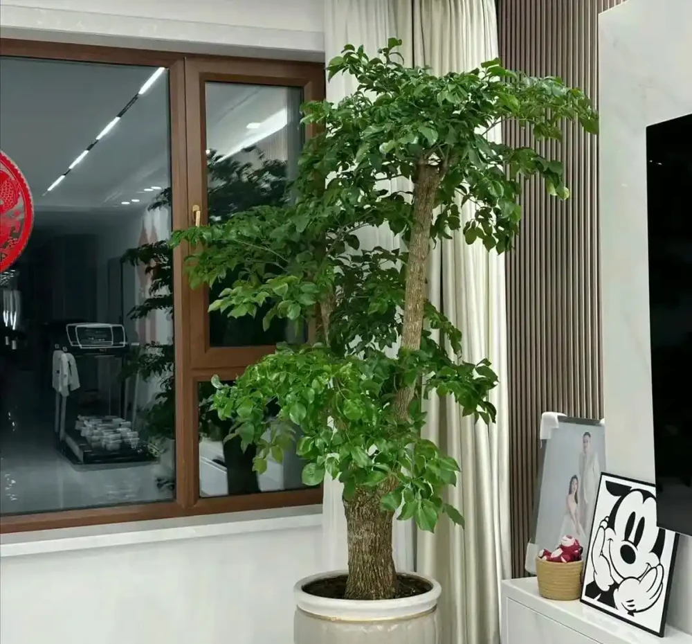 幸福樹已被拉入了黑名單,原因有4點,花友們別再養了