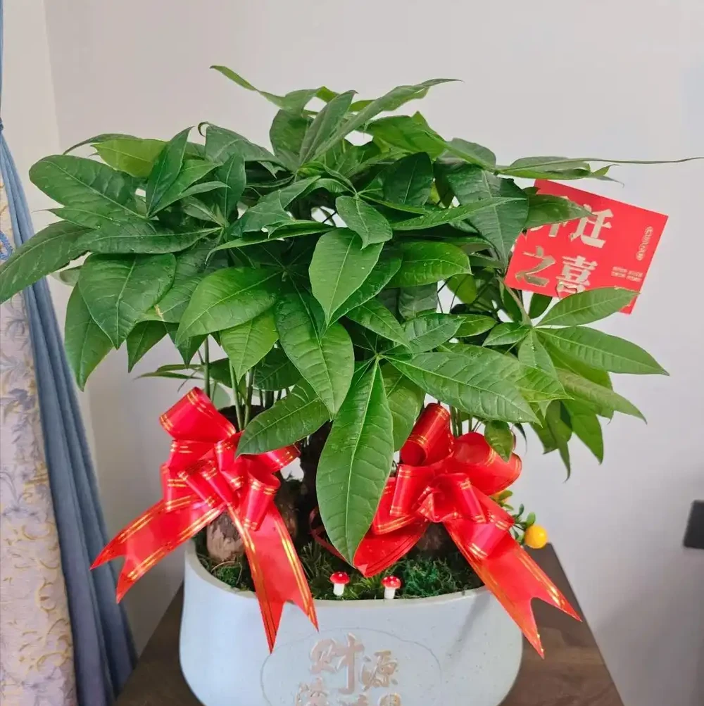 家裡為什麼不能養發財樹?原因有3點,可不僅僅是「迷信」