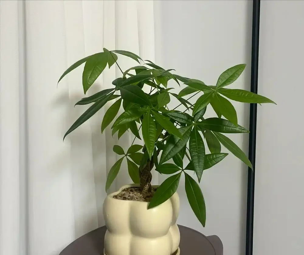 家裡為什麼不能養發財樹?原因有3點,可不僅僅是「迷信」