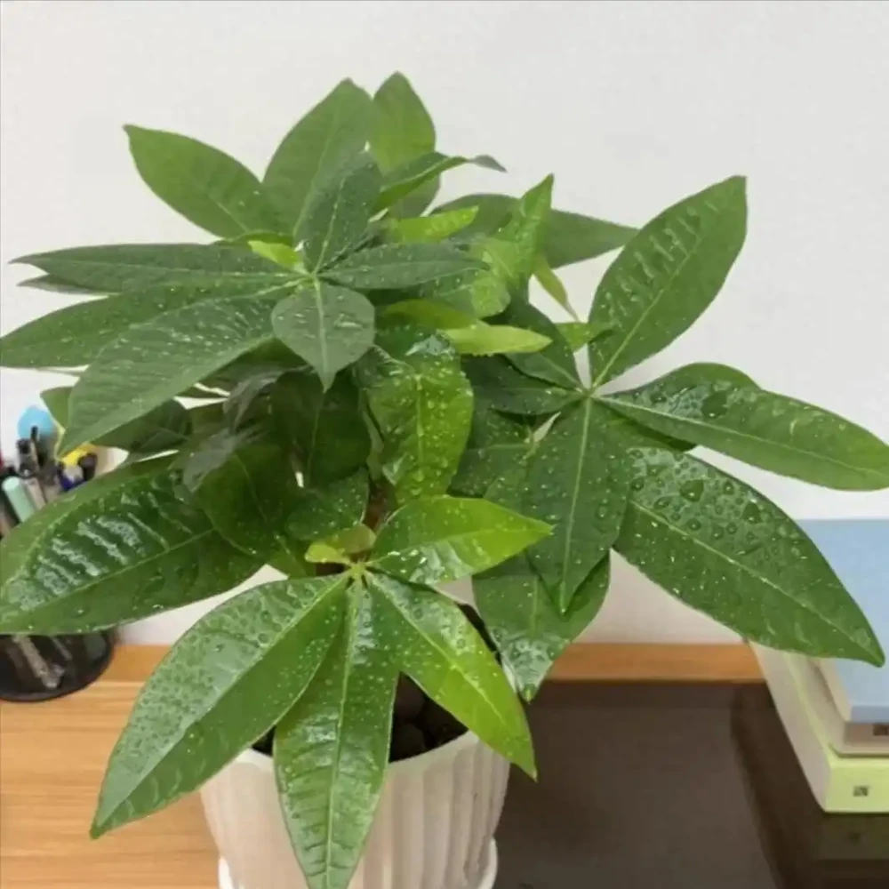 家裡為什麼不能養發財樹?原因有3點,可不僅僅是「迷信」