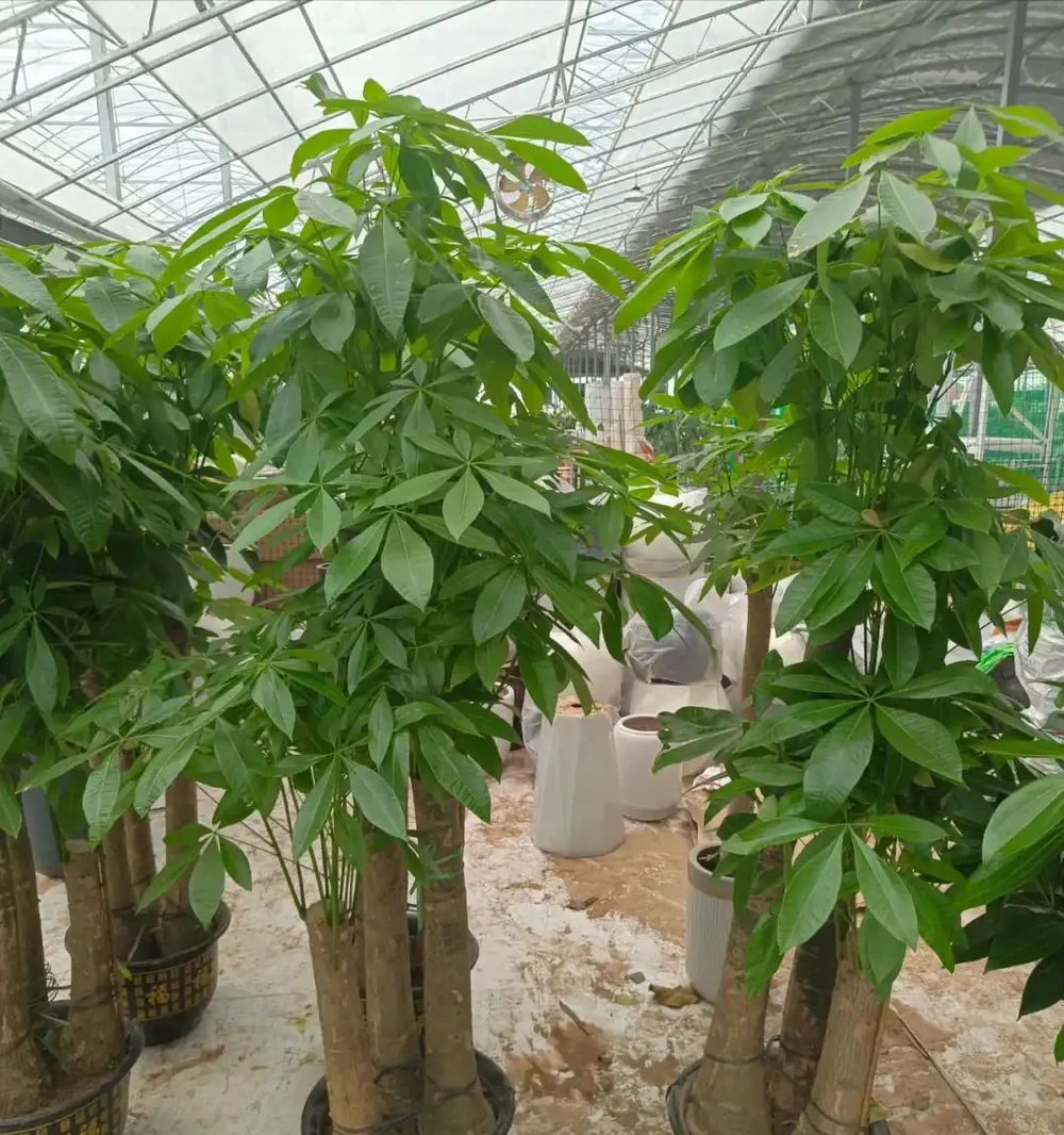 家裡為什麼不能養發財樹?原因有3點,可不僅僅是「迷信」