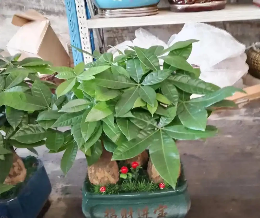 家裡為什麼不能養發財樹?原因有3點,可不僅僅是「迷信」