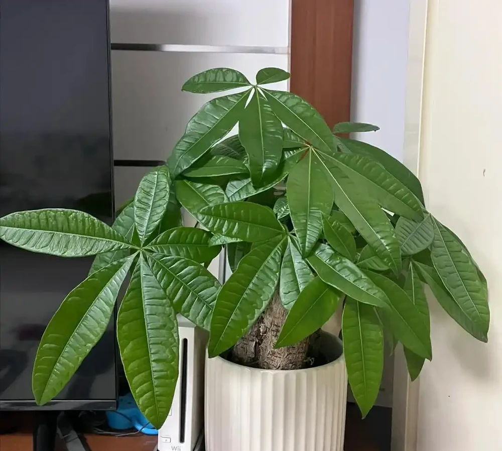 家裡為什麼不能養發財樹?原因有3點,可不僅僅是「迷信」