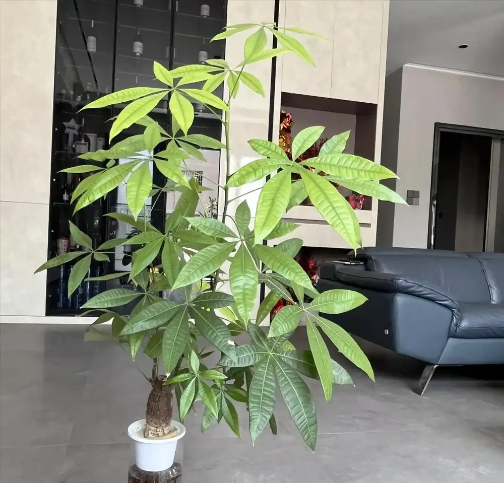 家裡為什麼不能養發財樹?原因有3點,可不僅僅是「迷信」