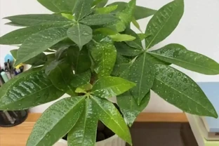 家裡為什麼不能養發財樹？原因有3點，可不僅僅是「迷信」