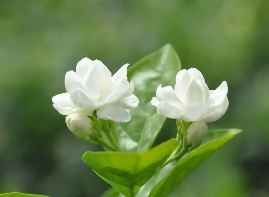 適合家養的最香的5種花,你養了幾種?又香又美容易管理