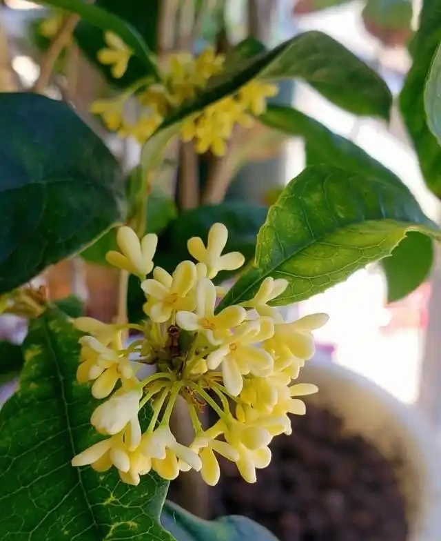 適合家養的最香的5種花,你養了幾種?又香又美容易管理