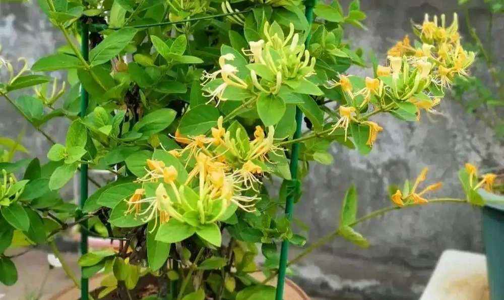 適合家養的最香的5種花,你養了幾種?又香又美容易管理