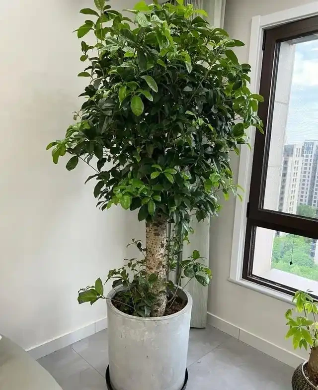 適合家養的最香的5種花,你養了幾種?又香又美容易管理