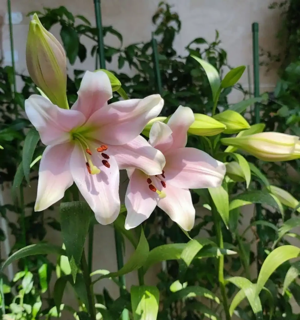 適合家養的最香的5種花,你養了幾種?又香又美容易管理