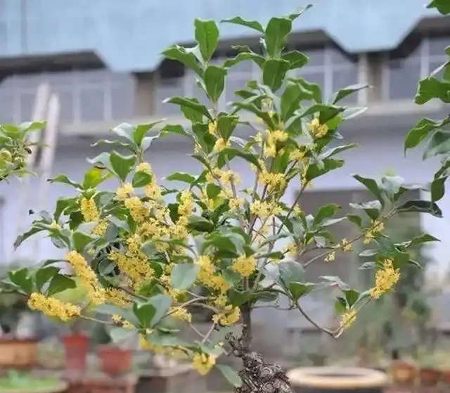 適合家養的最香的5種花,你養了幾種?又香又美容易管理