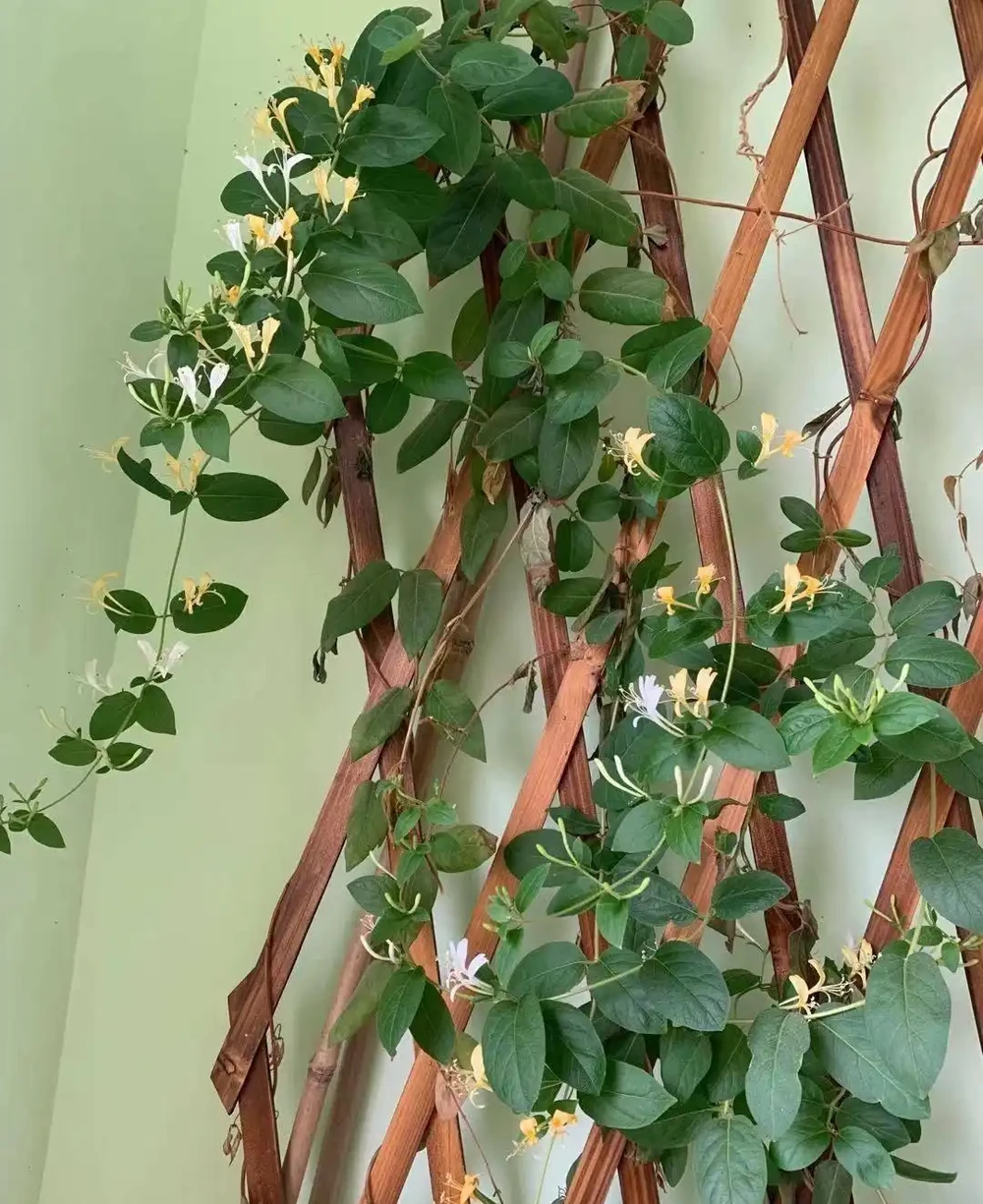適合家養的最香的5種花,你養了幾種?又香又美容易管理