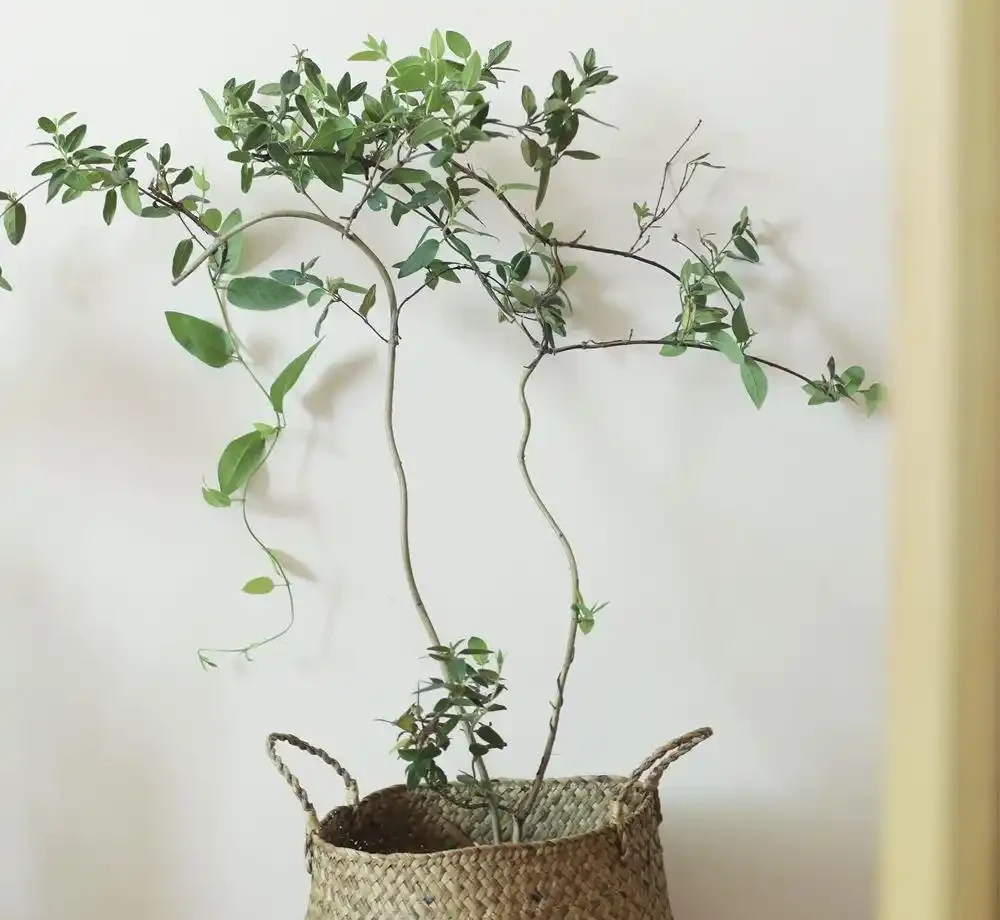 適合家養的最香的5種花,你養了幾種?又香又美容易管理