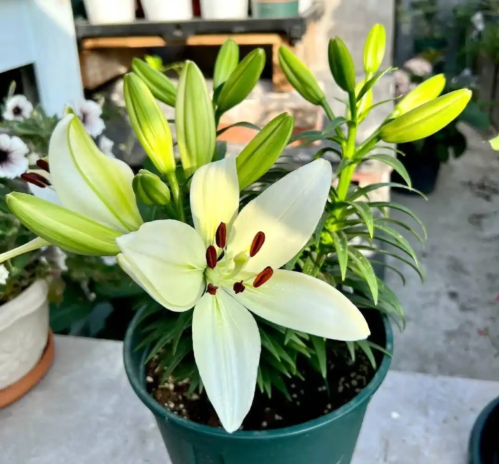 適合家養的最香的5種花,你養了幾種?又香又美容易管理