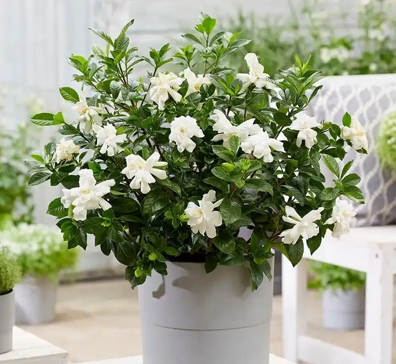 適合家養的最香的5種花,你養了幾種?又香又美容易管理