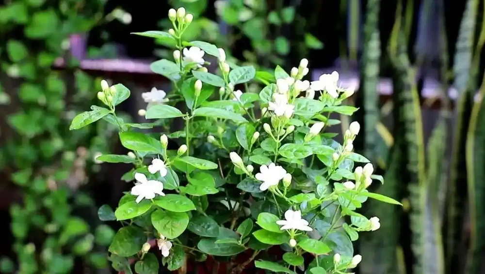 適合家養的最香的5種花,你養了幾種?又香又美容易管理