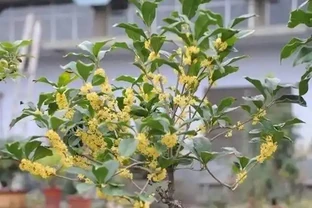 適合家養的最香的5種花，你養了幾種？又香又美容易管理