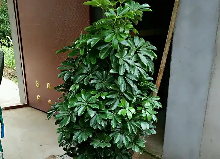 「鴨腳木」葉子老發黃,一碰就會嘩嘩掉,原來是6個原因導致