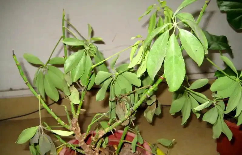 「鴨腳木」葉子老發黃,一碰就會嘩嘩掉,原來是6個原因導致