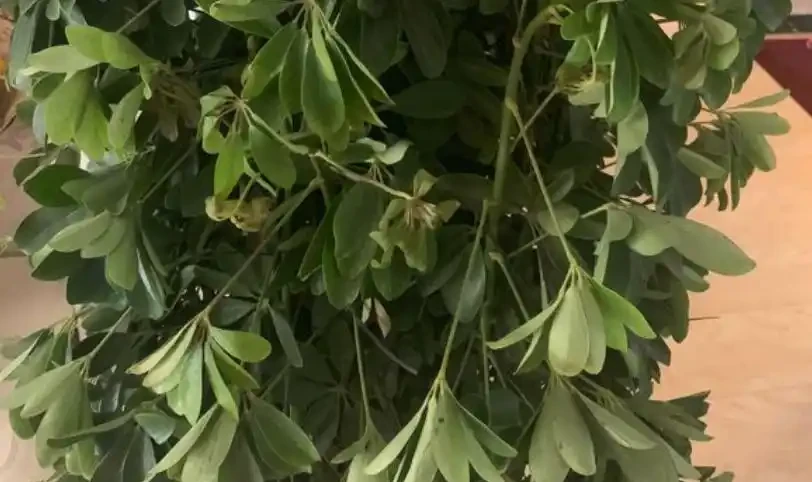 「鴨腳木」葉子老發黃,一碰就會嘩嘩掉,原來是6個原因導致