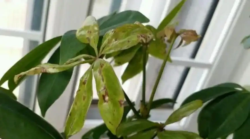 「鴨腳木」葉子老發黃,一碰就會嘩嘩掉,原來是6個原因導致