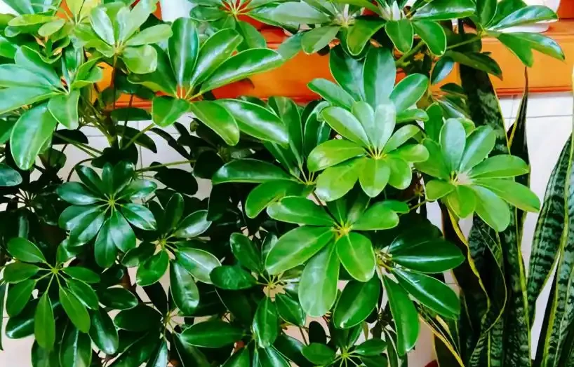 「鴨腳木」葉子老發黃,一碰就會嘩嘩掉,原來是6個原因導致