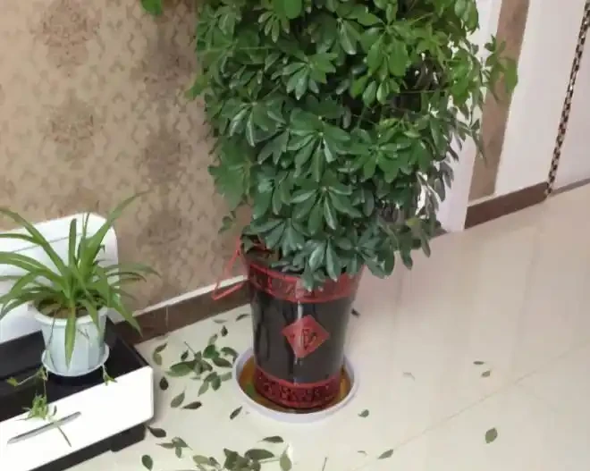 「鴨腳木」葉子老發黃,一碰就會嘩嘩掉,原來是6個原因導致