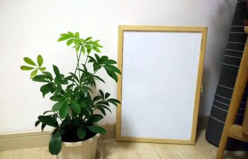 「鴨腳木」葉子老發黃,一碰就會嘩嘩掉,原來是6個原因導致