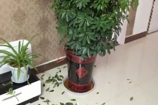 「鴨腳木」葉子老發黃，一碰就會嘩嘩掉，原來是6個原因導致