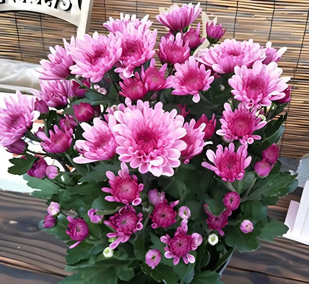 養盆栽菊花的十大禁忌,你中招了嗎?