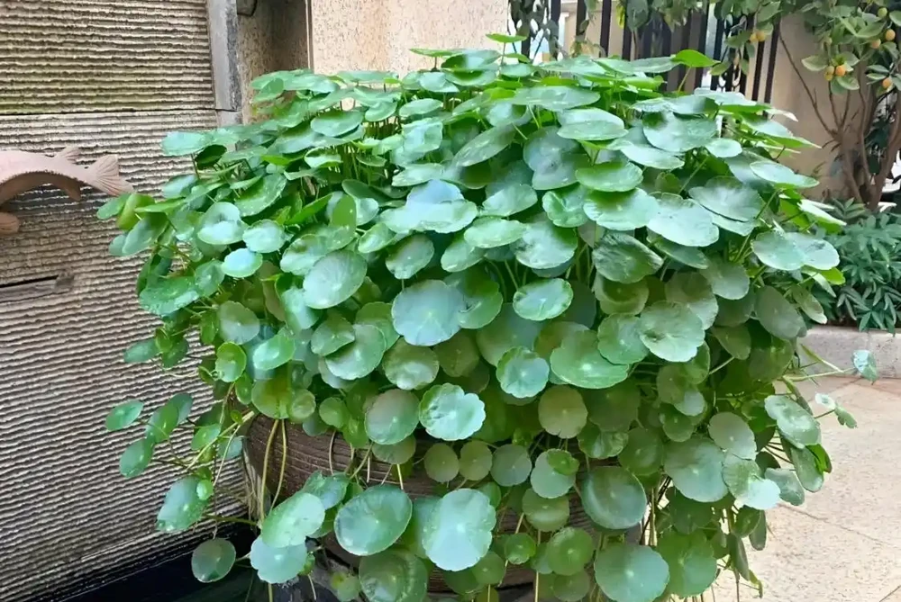 銅錢草用什麼肥料最好?
