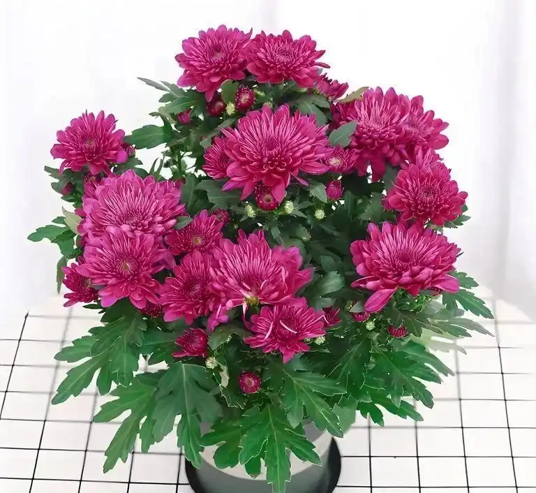 養盆栽菊花的十大禁忌,你中招了嗎?