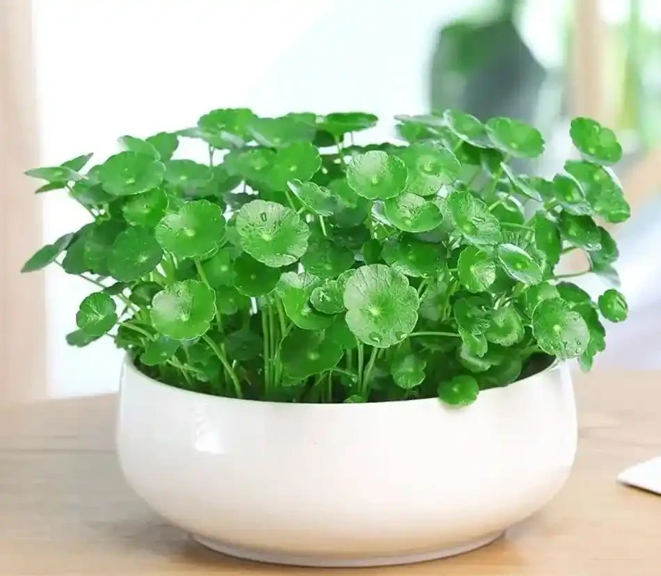 銅錢草用什麼肥料最好?