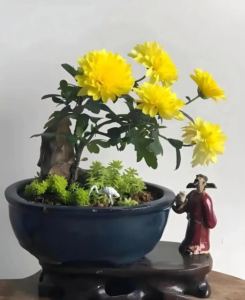養盆栽菊花的十大禁忌,你中招了嗎?