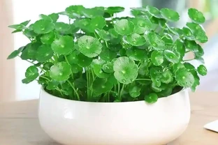 銅錢草用什麼肥料最好？