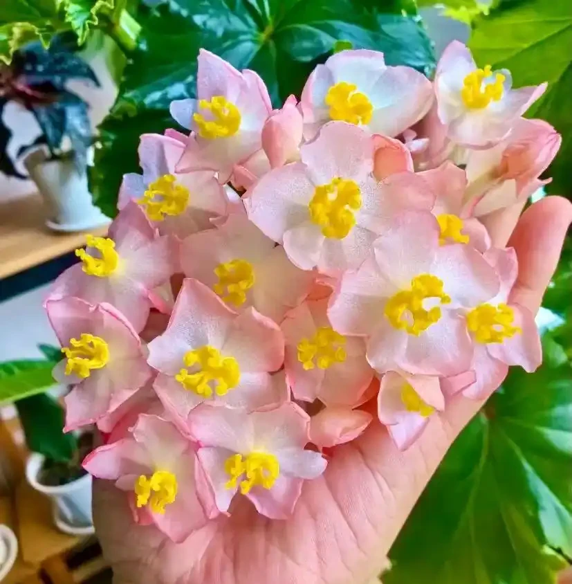 真的養膩了,這些花一直開,四季有花看,都快審美疲勞了