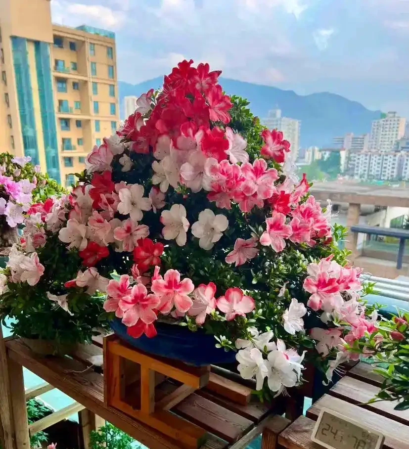 真的養膩了,這些花一直開,四季有花看,都快審美疲勞了