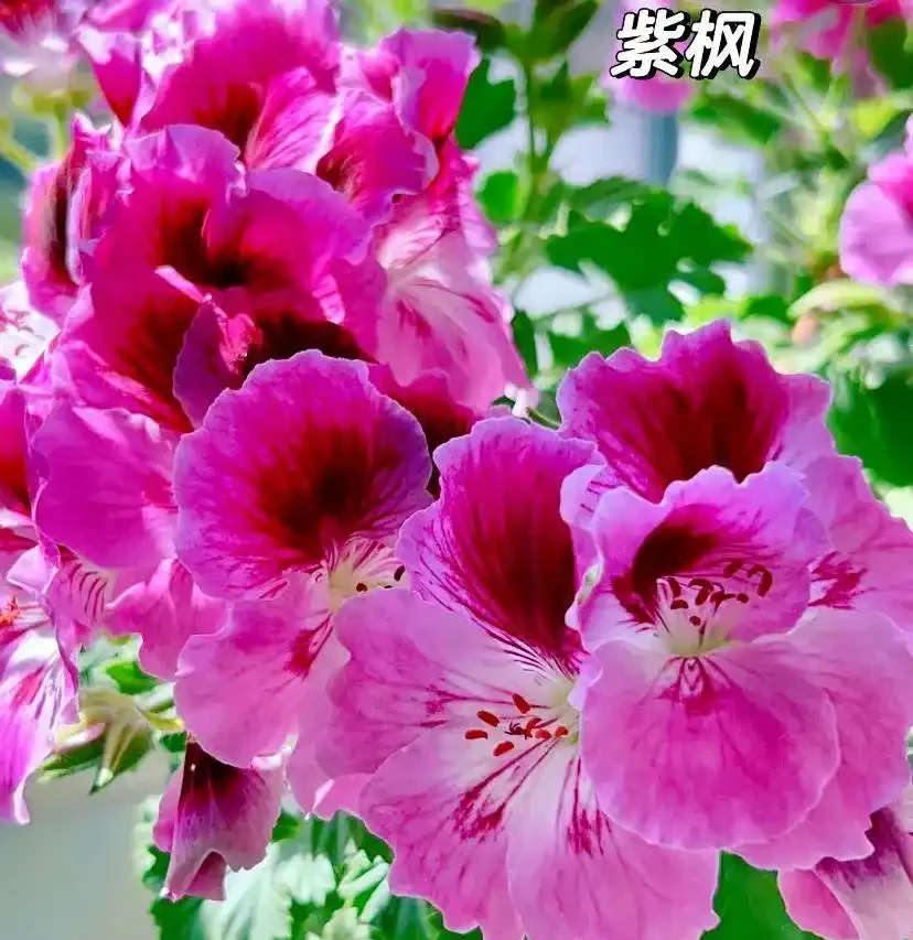 真的養膩了,這些花一直開,四季有花看,都快審美疲勞了