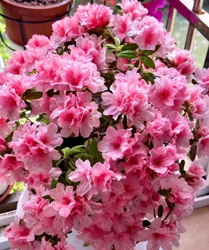 真的養膩了,這些花一直開,四季有花看,都快審美疲勞了