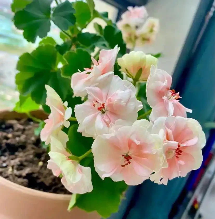 真的養膩了,這些花一直開,四季有花看,都快審美疲勞了
