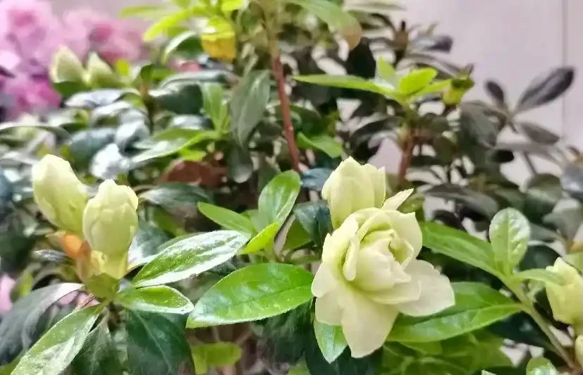 真的養膩了,這些花一直開,四季有花看,都快審美疲勞了