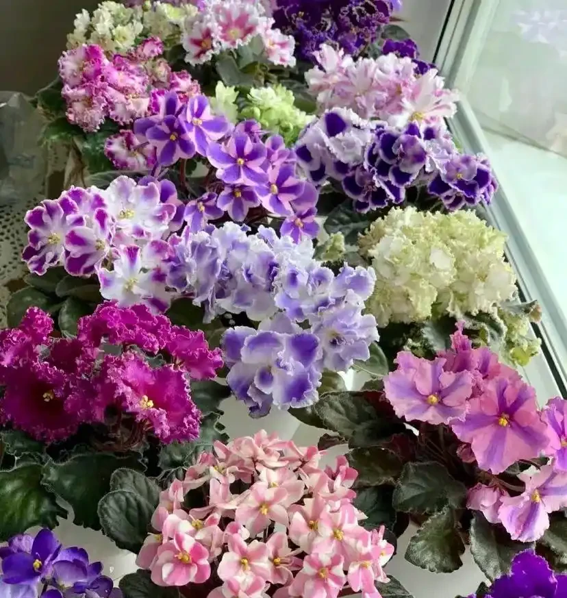 真的養膩了,這些花一直開,四季有花看,都快審美疲勞了