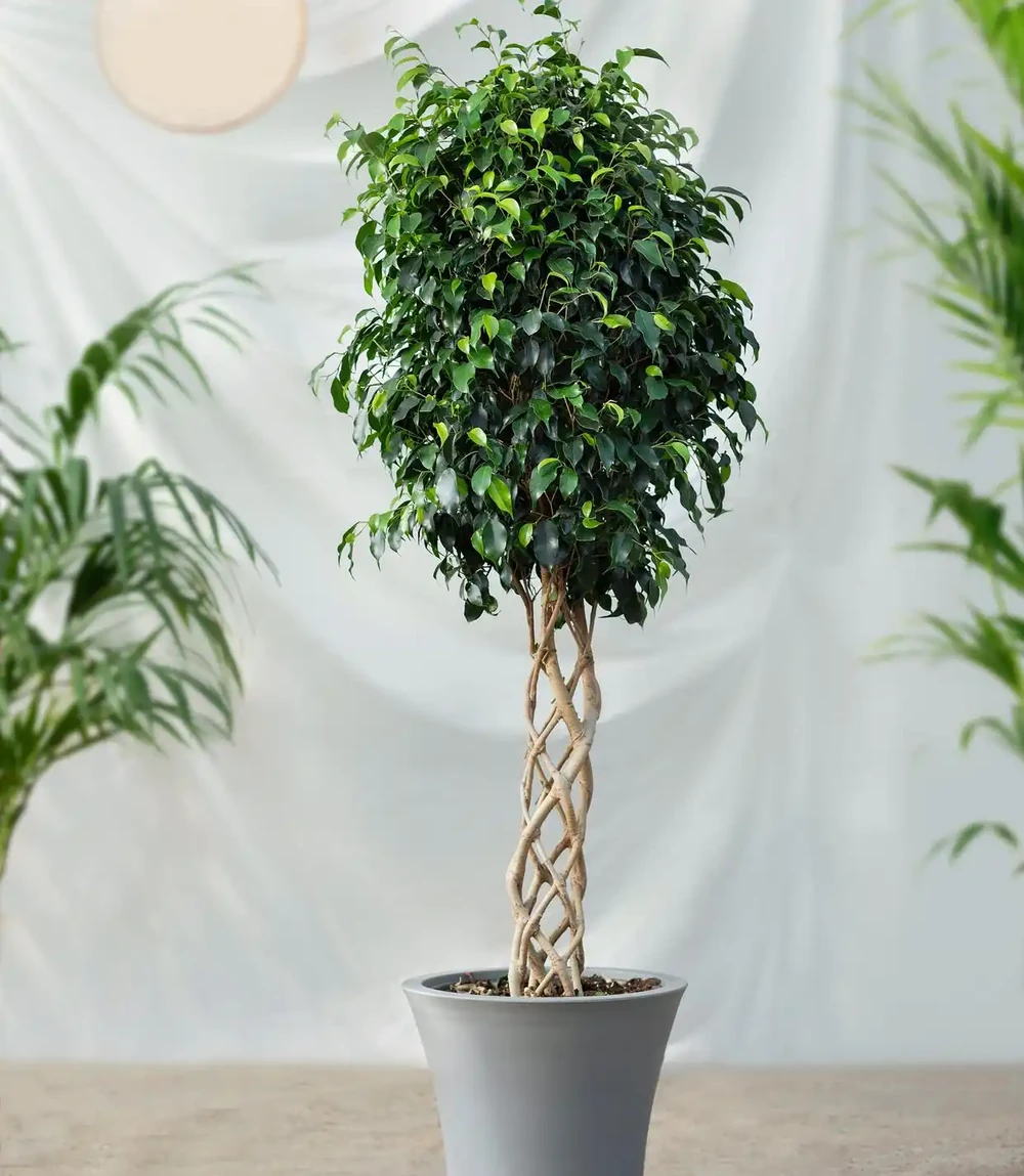 綠植急救站:幸福樹葉子掉光?別怕,手把手教你如何救活它!