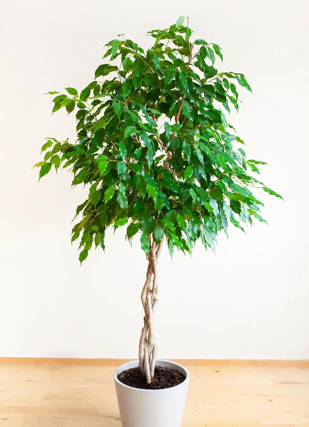 綠植急救站:幸福樹葉子掉光?別怕,手把手教你如何救活它!